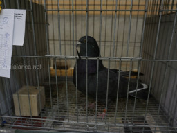 XIV Concurso Exposición de Palomas de Raza en Mula 2024